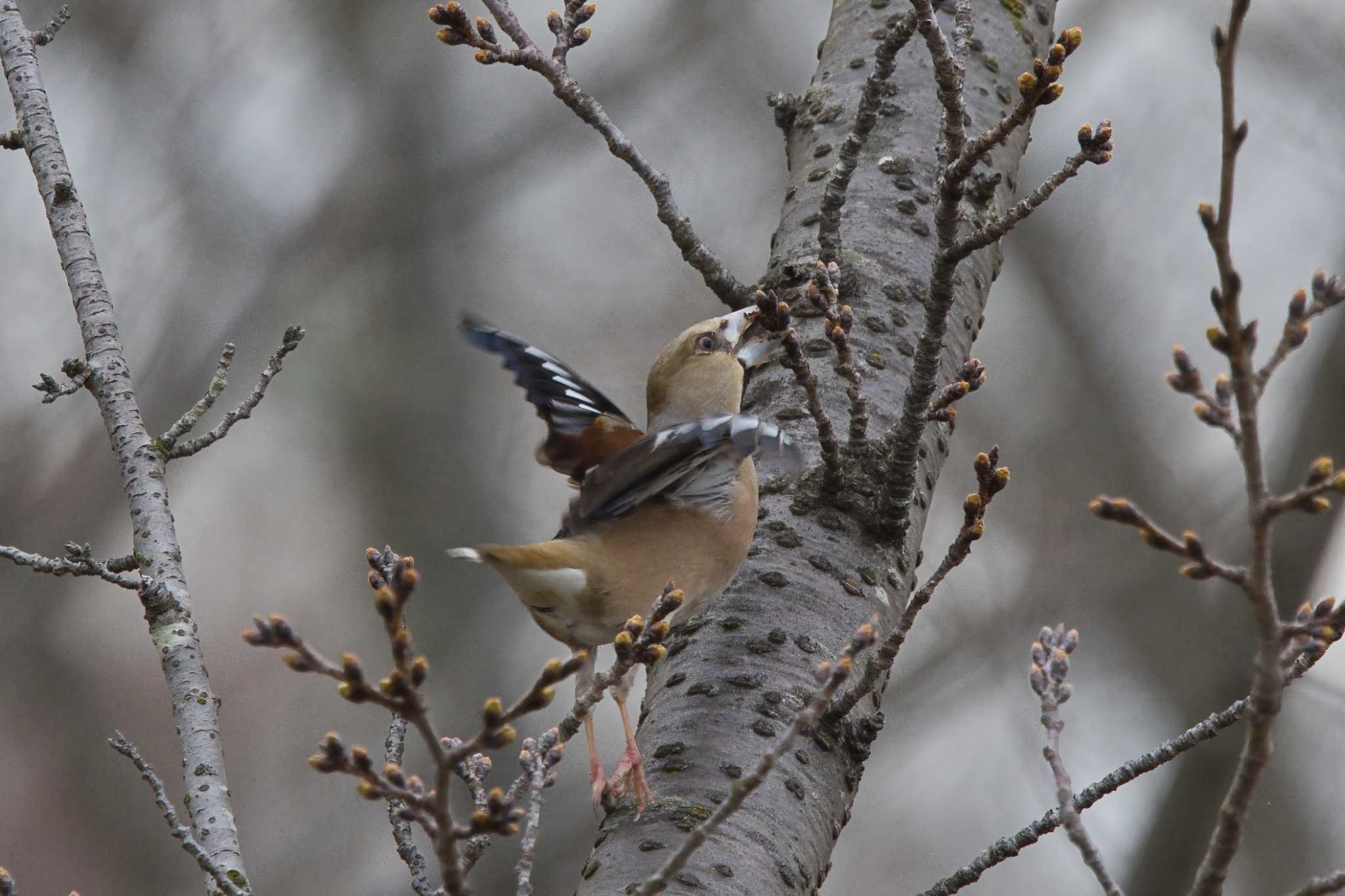 Hawfinch