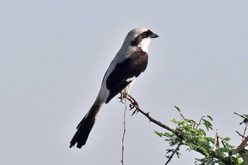 Grey-backed Fiscal ウガンダ Thu, 3/14/2024