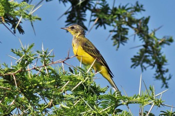 Eastern Yellow Wagtail ウガンダ Thu, 3/14/2024