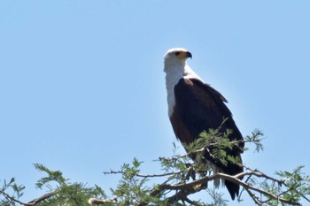 African Fish Eagle ウガンダ Thu, 3/14/2024