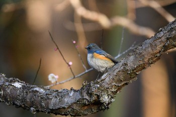 Red-flanked Bluetail 井頭公園 Mon, 2/12/2024