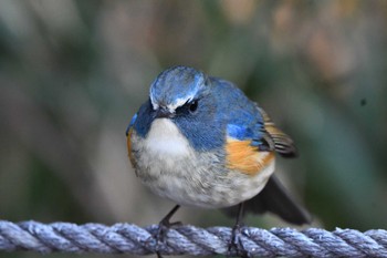 ルリビタキ 井頭公園 2024年2月12日(月)