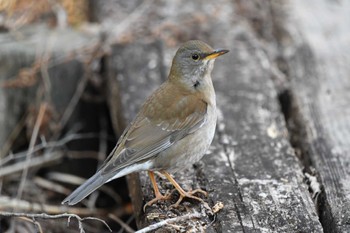 Pale Thrush 井頭公園 Mon, 2/12/2024