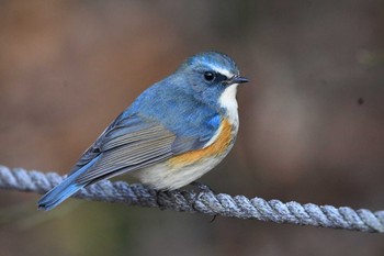 Red-flanked Bluetail 井頭公園 Mon, 2/12/2024