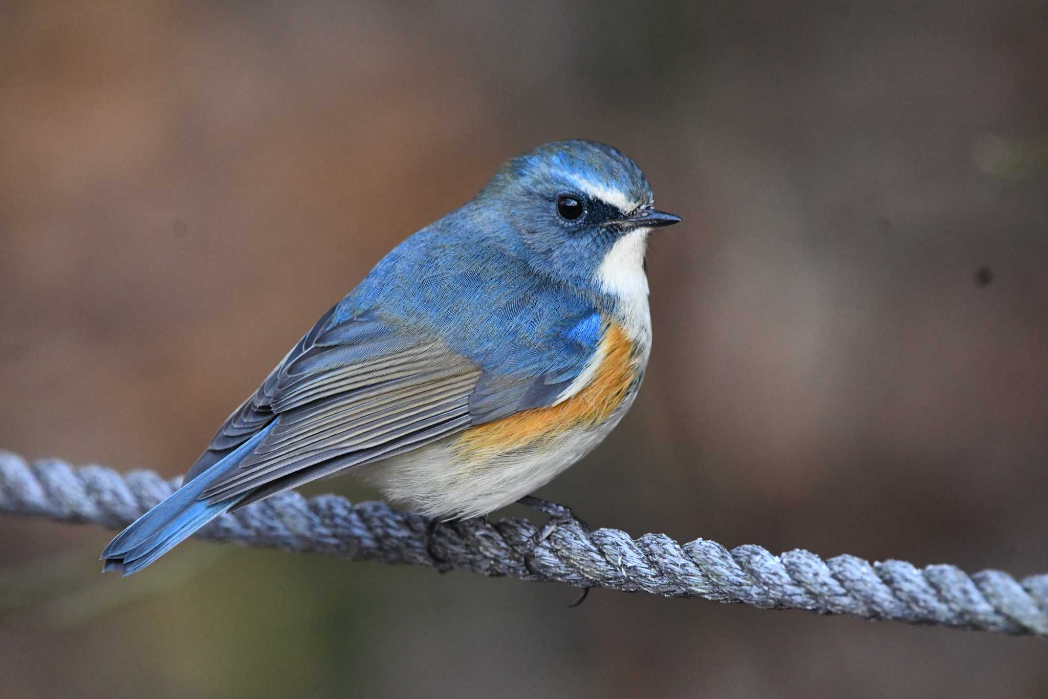 Photo of Red-flanked Bluetail at 井頭公園 by すずめのお宿