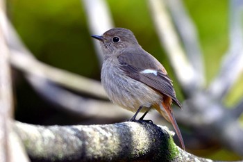 Daurian Redstart 加木屋緑地 Mon, 3/18/2024