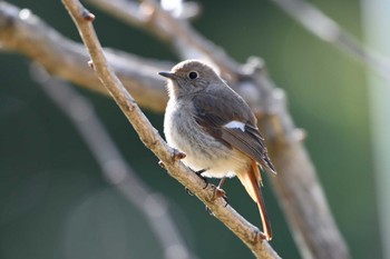 Daurian Redstart 加木屋緑地 Mon, 3/18/2024