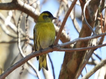 マヒワ 丸火自然公園 2024年3月18日(月)