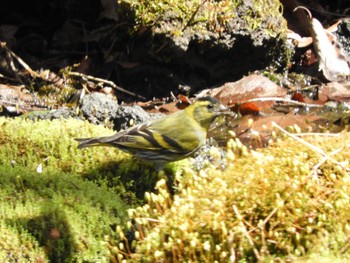 Eurasian Siskin 丸火自然公園 Mon, 3/18/2024