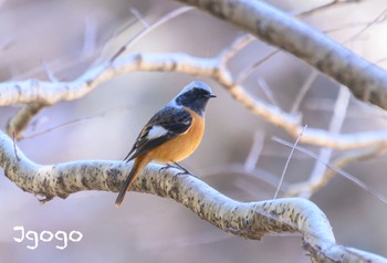 Daurian Redstart 東京都立桜ヶ丘公園(聖蹟桜ヶ丘) Wed, 1/17/2024