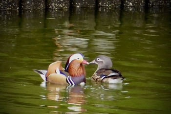 2024年3月20日(水) DIC川村記念美術館庭園の野鳥観察記録