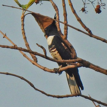 Fri, 3/8/2024 Birding report at スコータイ遺跡公園