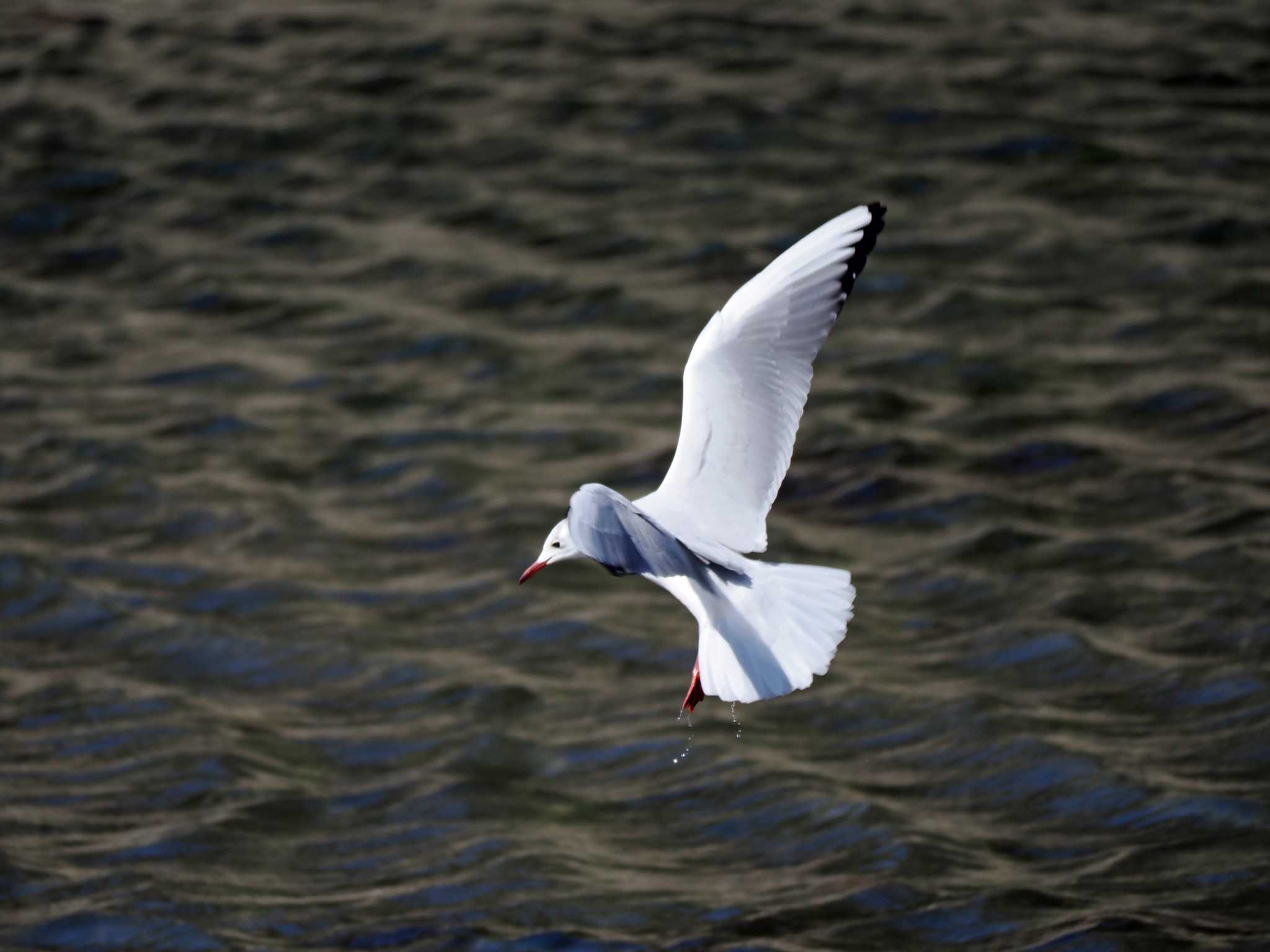 Photo of Black-headed Gull at Yatsu-higata by ごろぞー