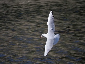 Thu, 3/21/2024 Birding report at Yatsu-higata