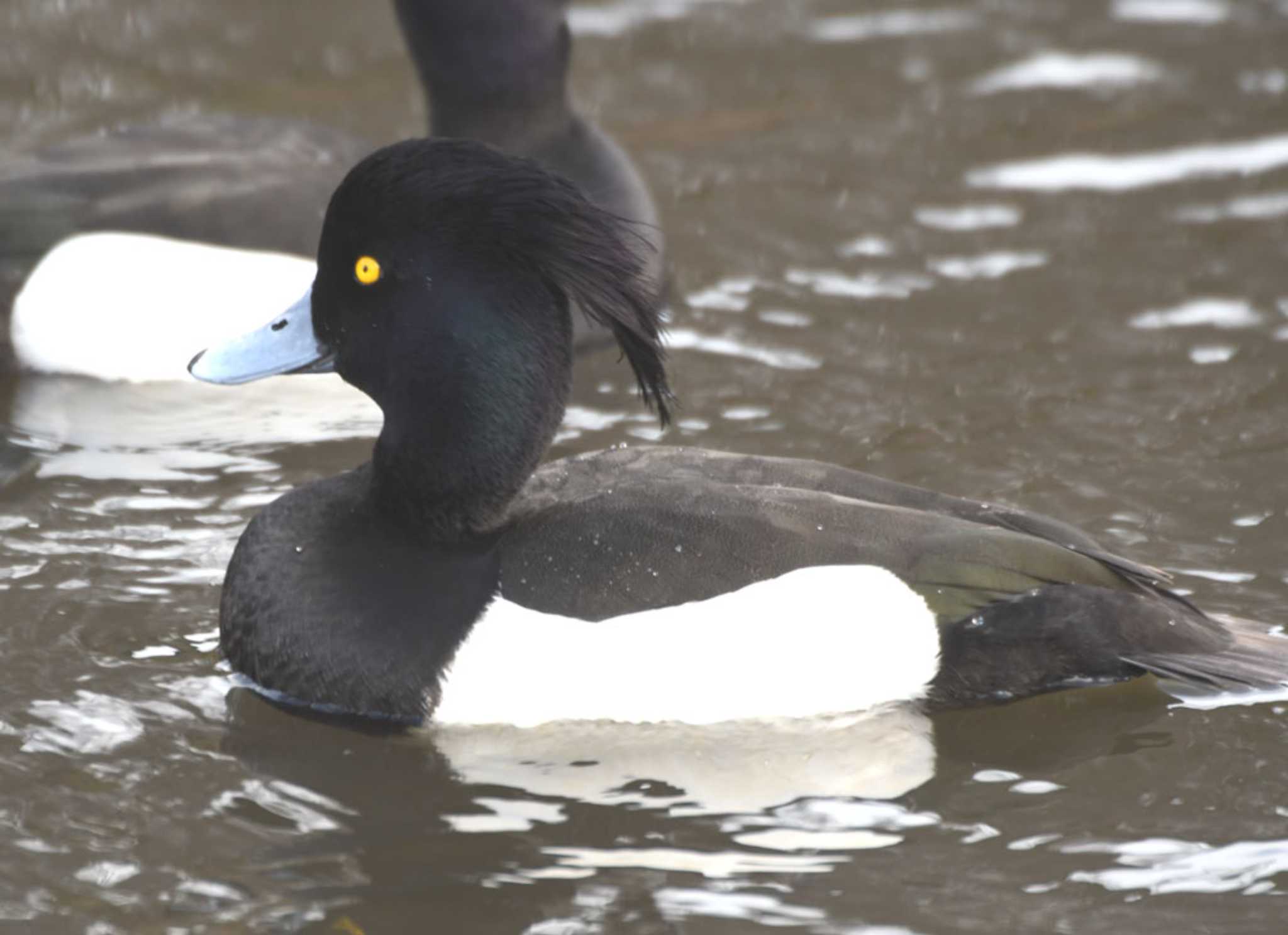 Tufted Duck