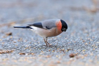 Eurasian Bullfinch(rosacea) Hayatogawa Forest Road Wed, 3/20/2024