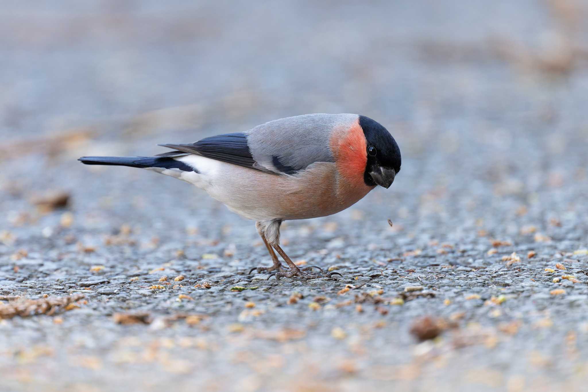 Photo of Eurasian Bullfinch(rosacea) at Hayatogawa Forest Road by たい焼きの煮付け