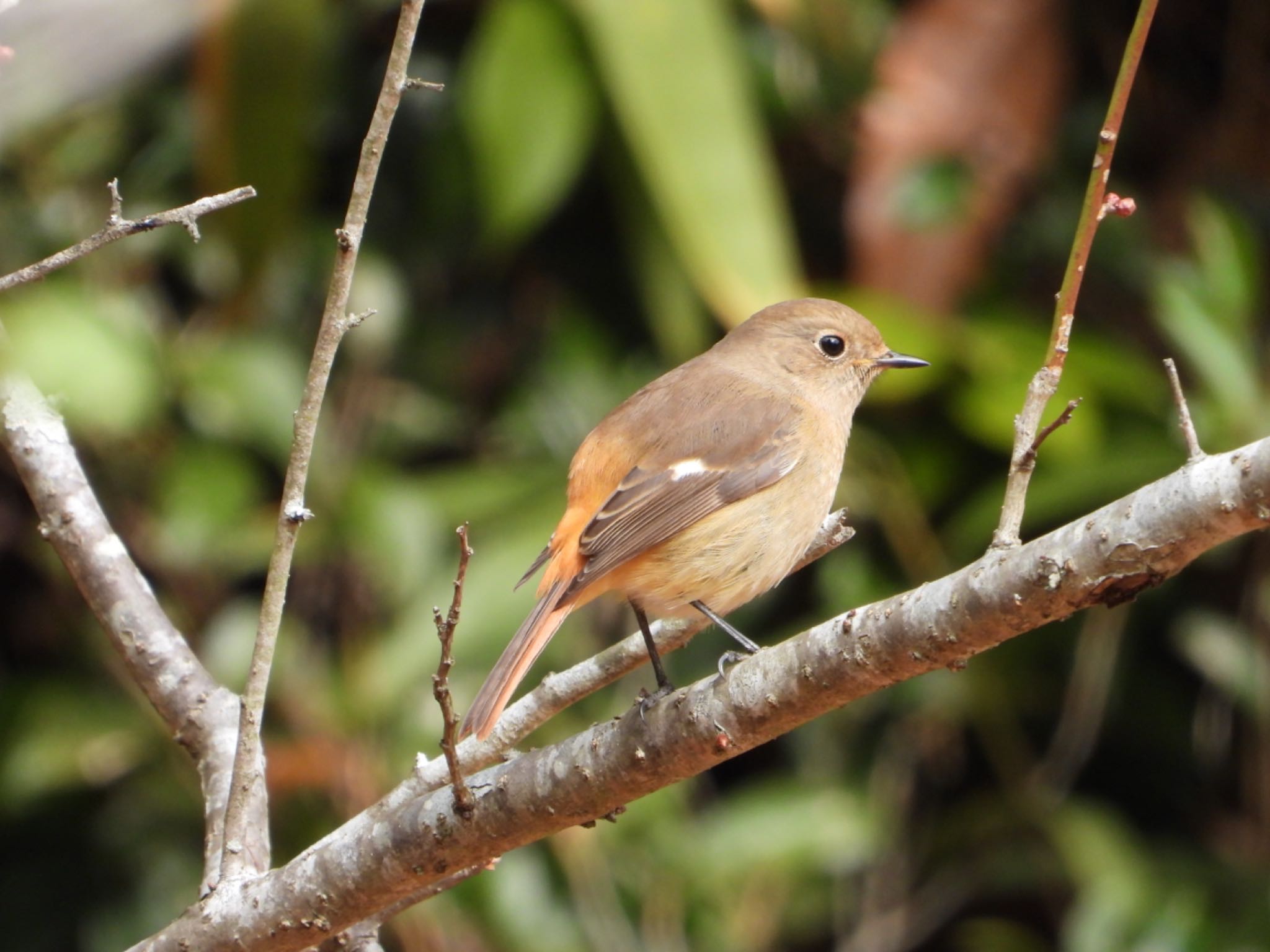 Daurian Redstart