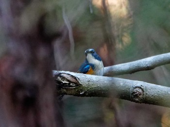 Red-flanked Bluetail 横浜市立金沢自然公園 Thu, 3/21/2024