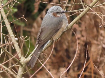 2024年3月20日(水) 豊田湖畔公園の野鳥観察記録