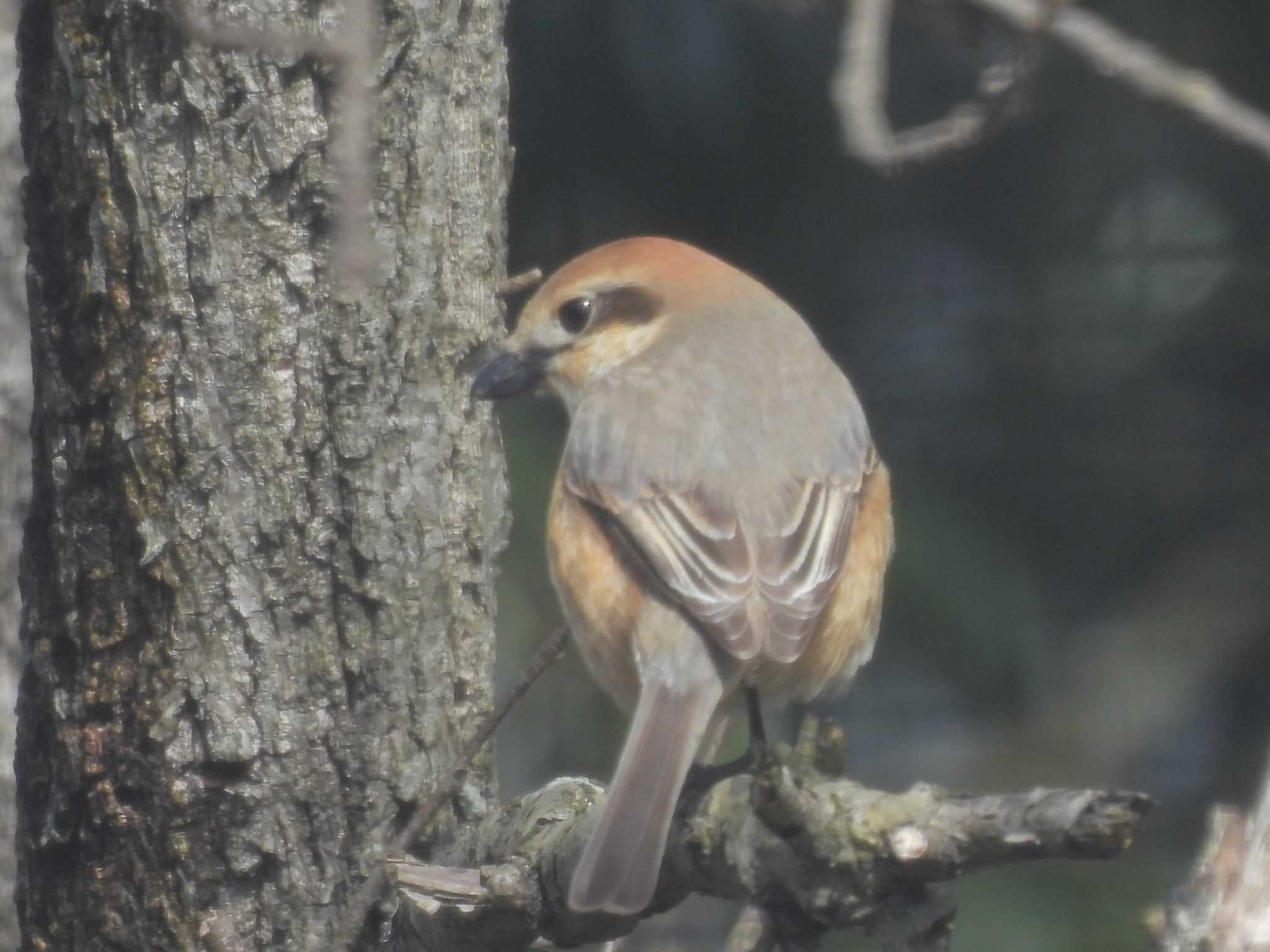 Bull-headed Shrike