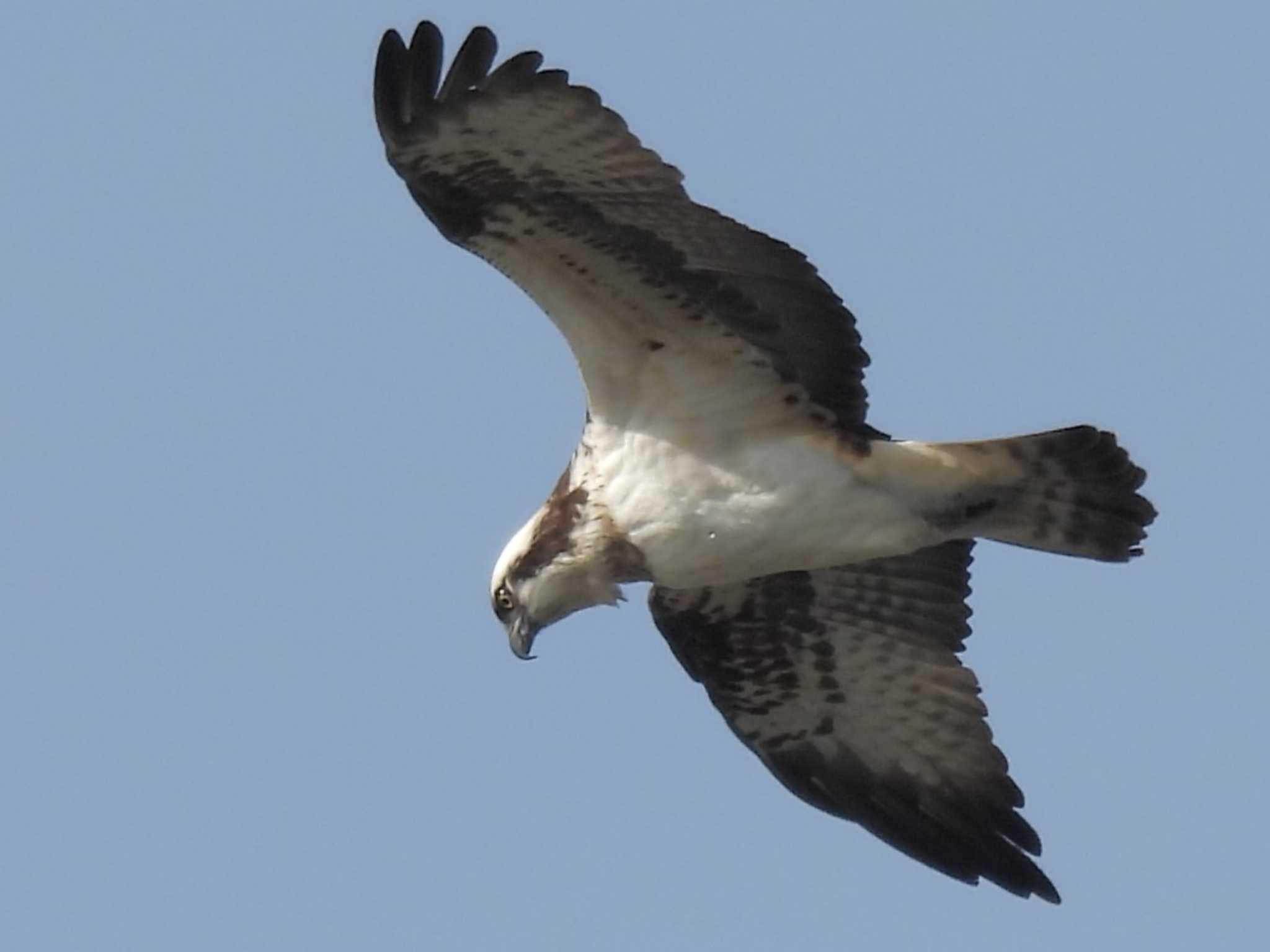 Photo of Osprey at 滋賀県米原市 by ゆりかもめ