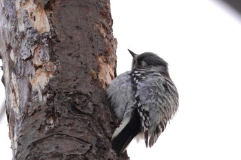 Japanese Pygmy Woodpecker Makomanai Park Wed, 1/31/2024