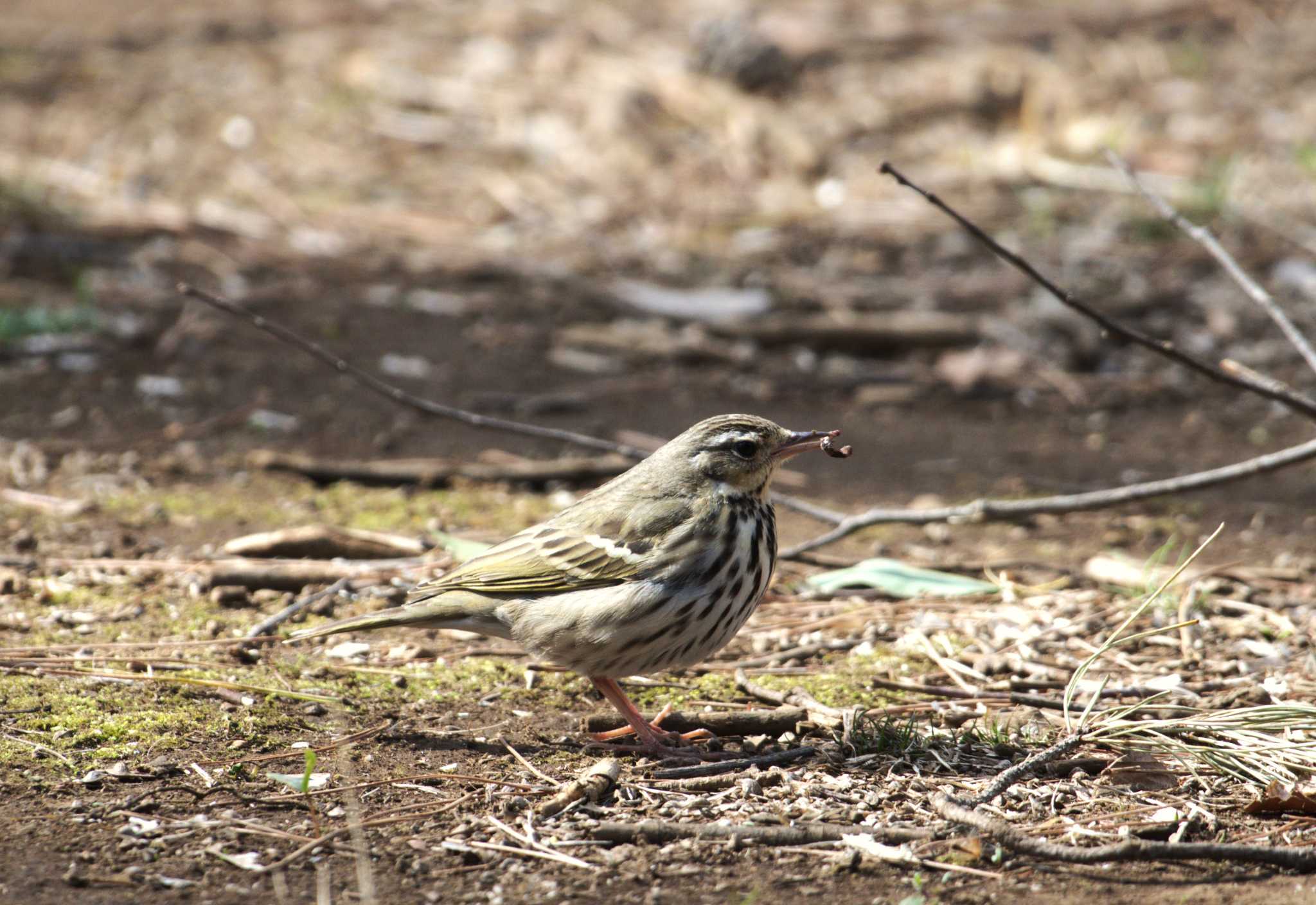 Olive-backed Pipit