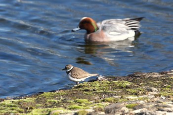 2024年3月21日(木) 野川公園、武蔵野の森公園の野鳥観察記録