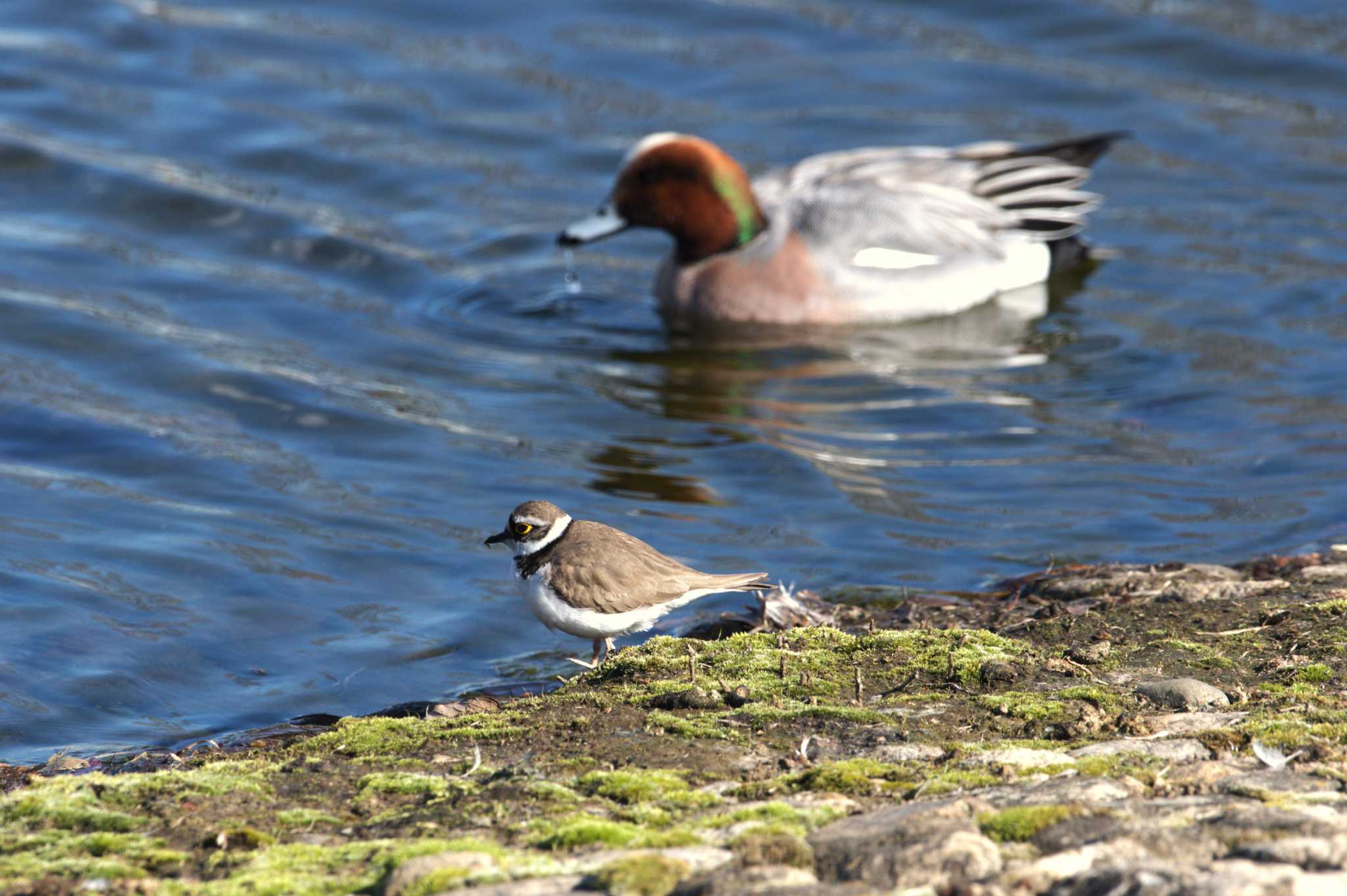 Little Ringed Plover