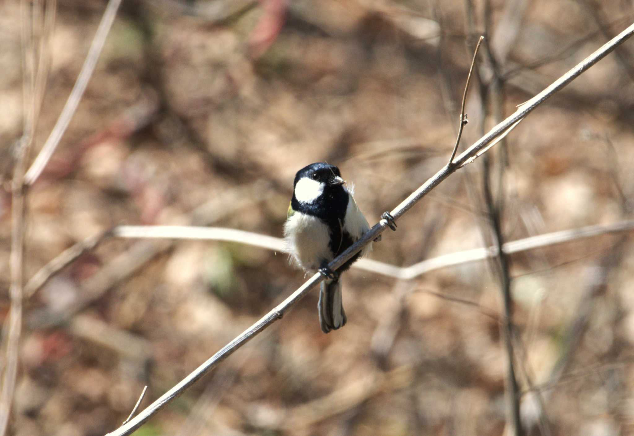 Japanese Tit