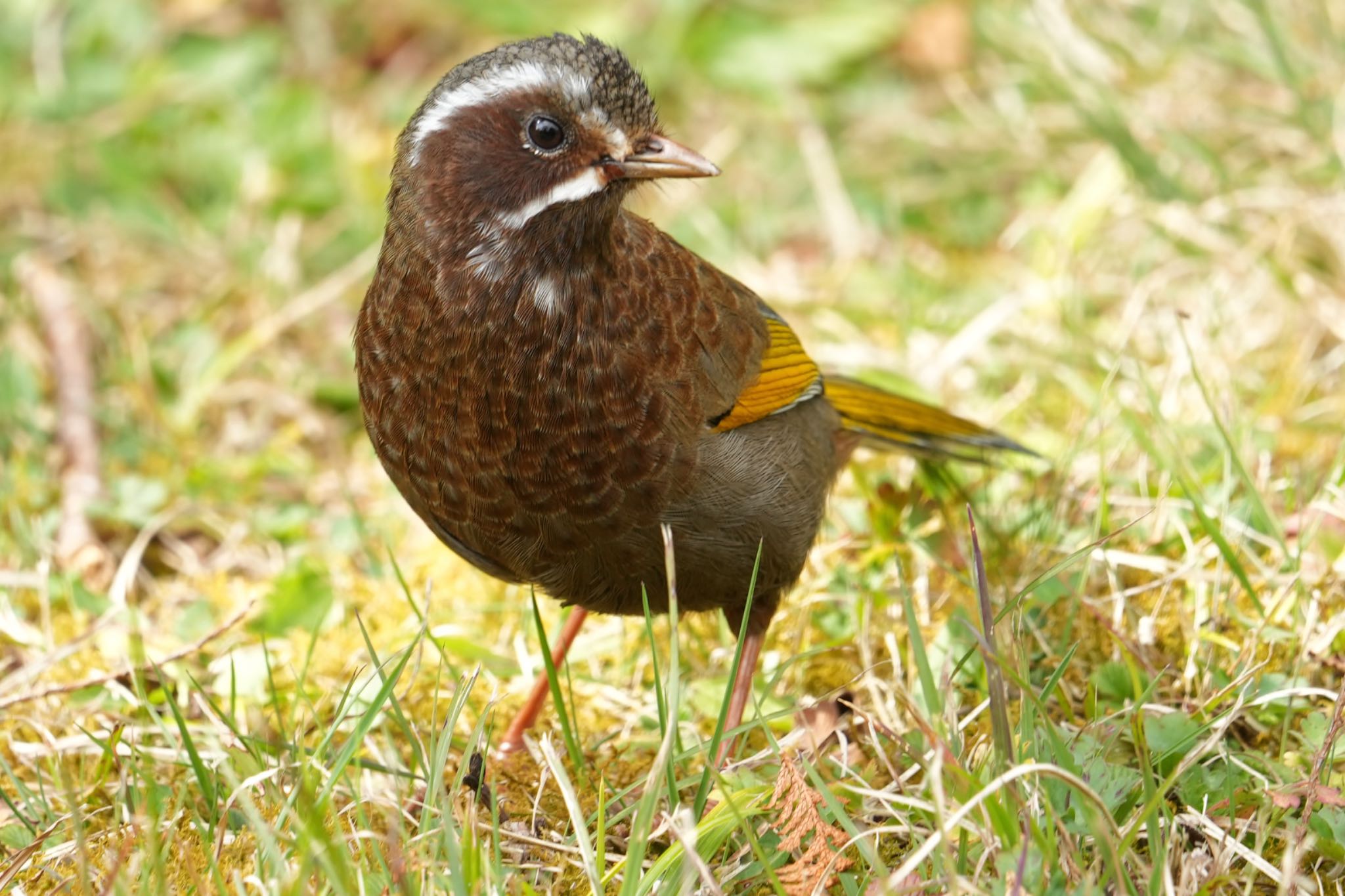 Photo of White-whiskered Laughingthrush at 阿里山国家森林遊楽区 by Rikaooooo