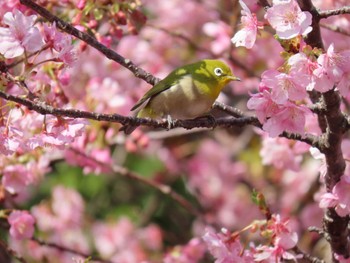 Sat, 2/10/2024 Birding report at 静岡県熱川市