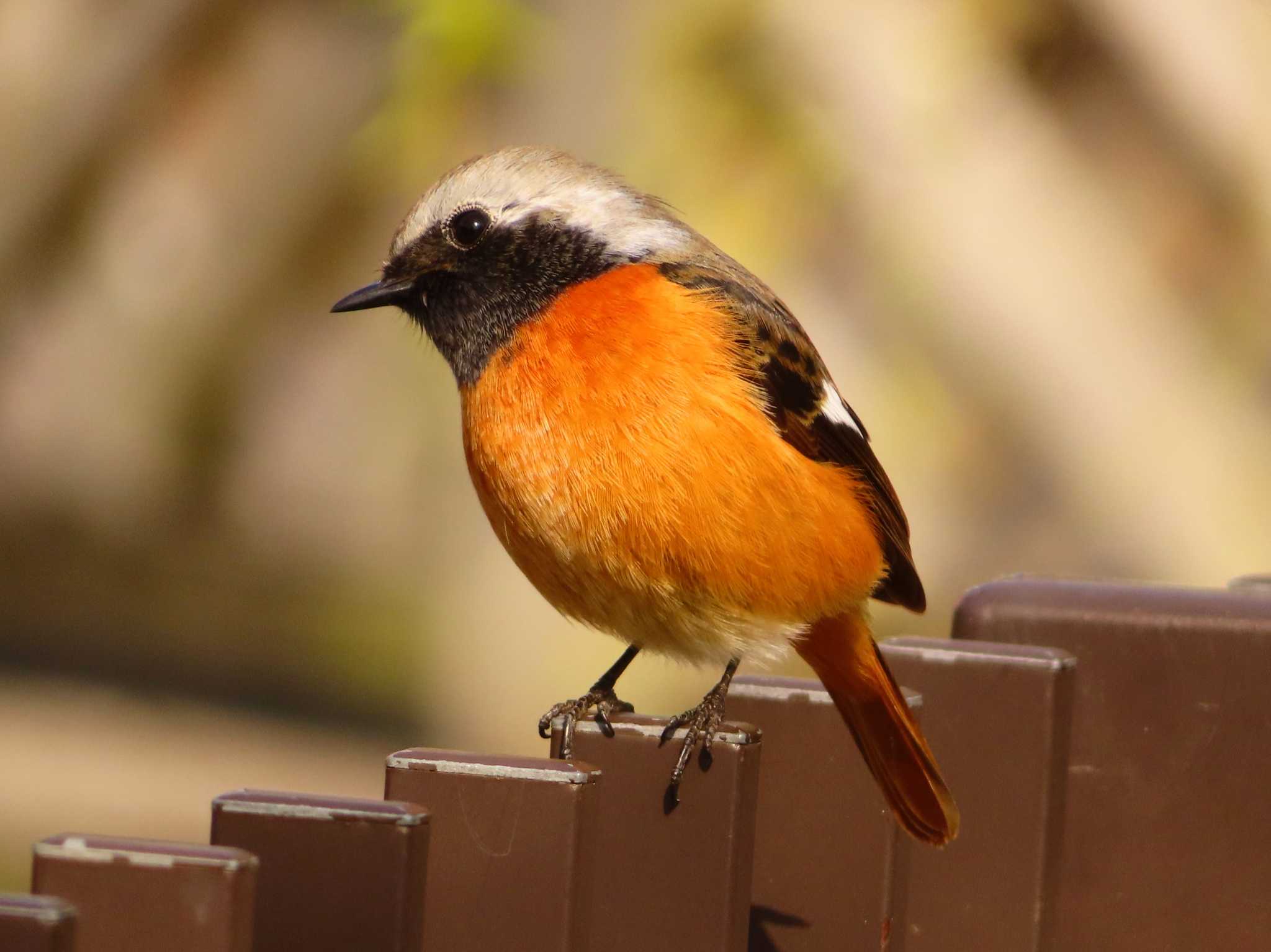 Daurian Redstart