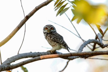 Spotted Owlet タイ,カンペンセーン Thu, 12/6/2018