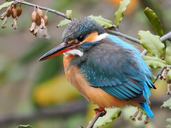 Common Kingfisher Kodomo Shizen Park Sat, 2/17/2024