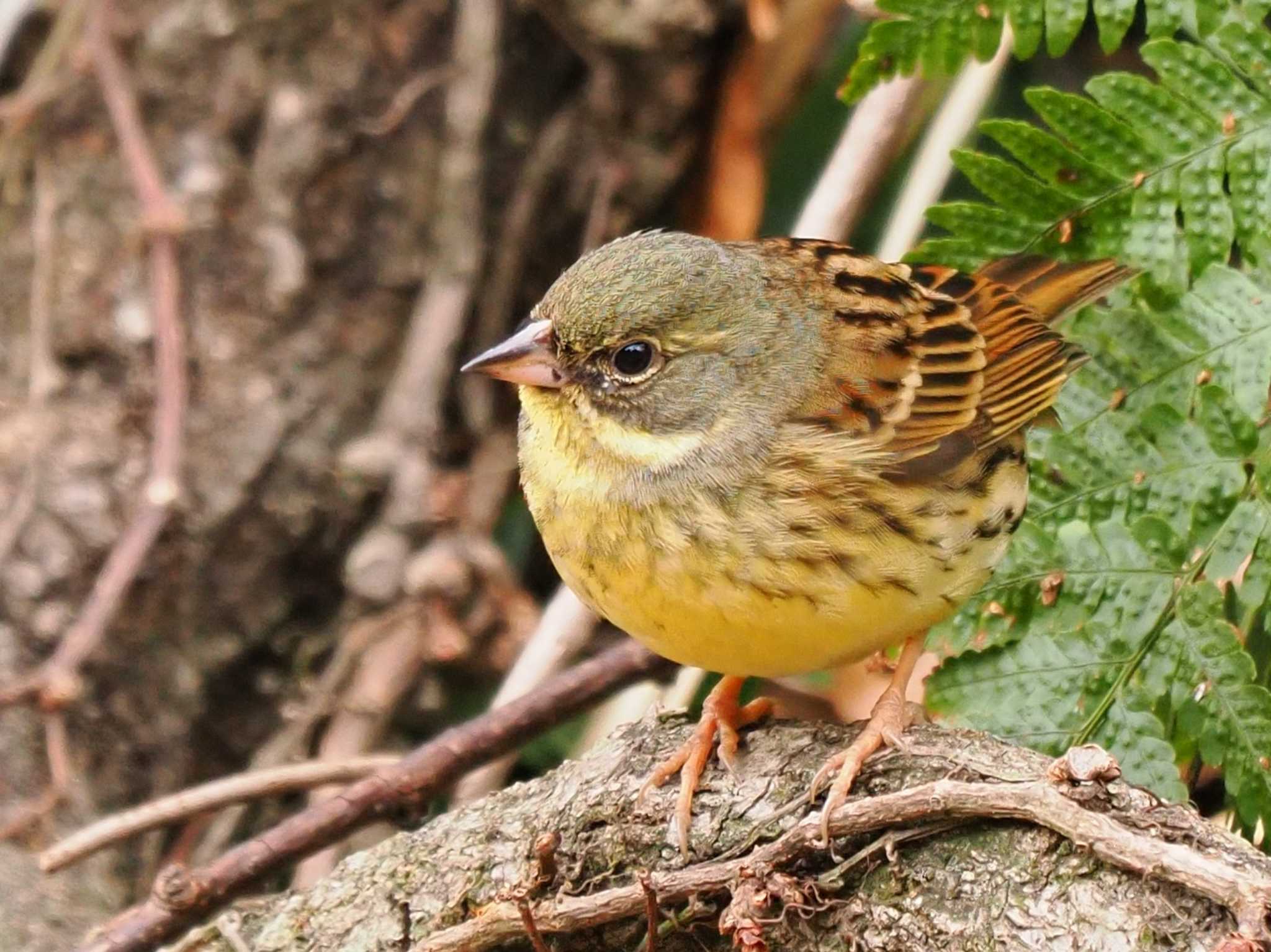 Photo of Masked Bunting at Kodomo Shizen Park by YamaGara