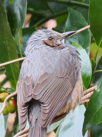 Brown-eared Bulbul Kodomo Shizen Park Sat, 2/17/2024