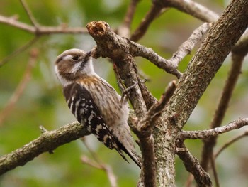 Japanese Pygmy Woodpecker Kodomo Shizen Park Sat, 2/17/2024