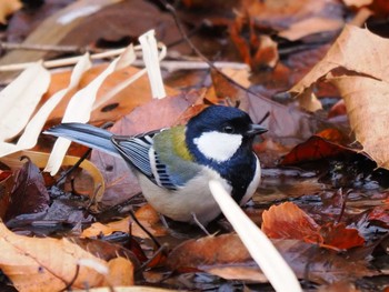 シジュウカラ こども自然公園 (大池公園/横浜市) 2024年2月17日(土)