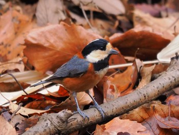 Varied Tit Kodomo Shizen Park Sat, 2/17/2024