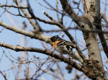 Brambling Akigase Park Sun, 3/17/2024