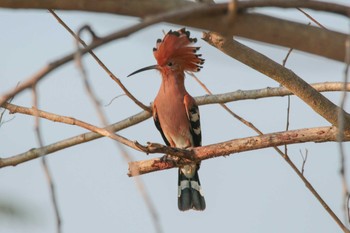 Eurasian Hoopoe タイ,カンペンセーン Thu, 12/6/2018