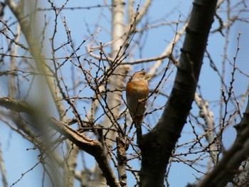 アトリ 秋ヶ瀬公園 2024年3月17日(日)