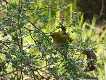 Warbling White-eye Akigase Park Sun, 3/17/2024