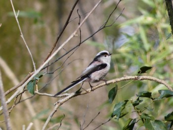 Long-tailed Tit Akigase Park Sun, 3/17/2024