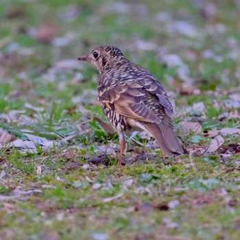 White's Thrush Akigase Park Fri, 3/8/2024