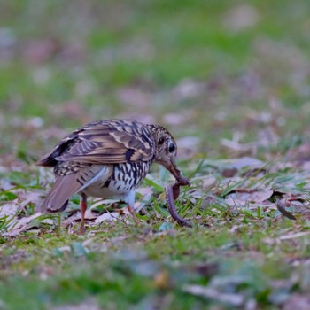 White's Thrush Akigase Park Fri, 3/8/2024