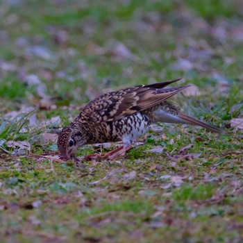 White's Thrush Akigase Park Fri, 3/8/2024