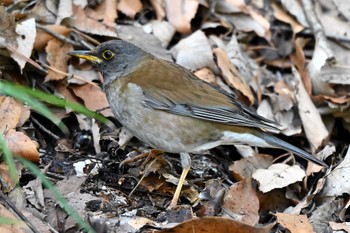 Pale Thrush 上野台公園（東海市） Mon, 3/18/2024